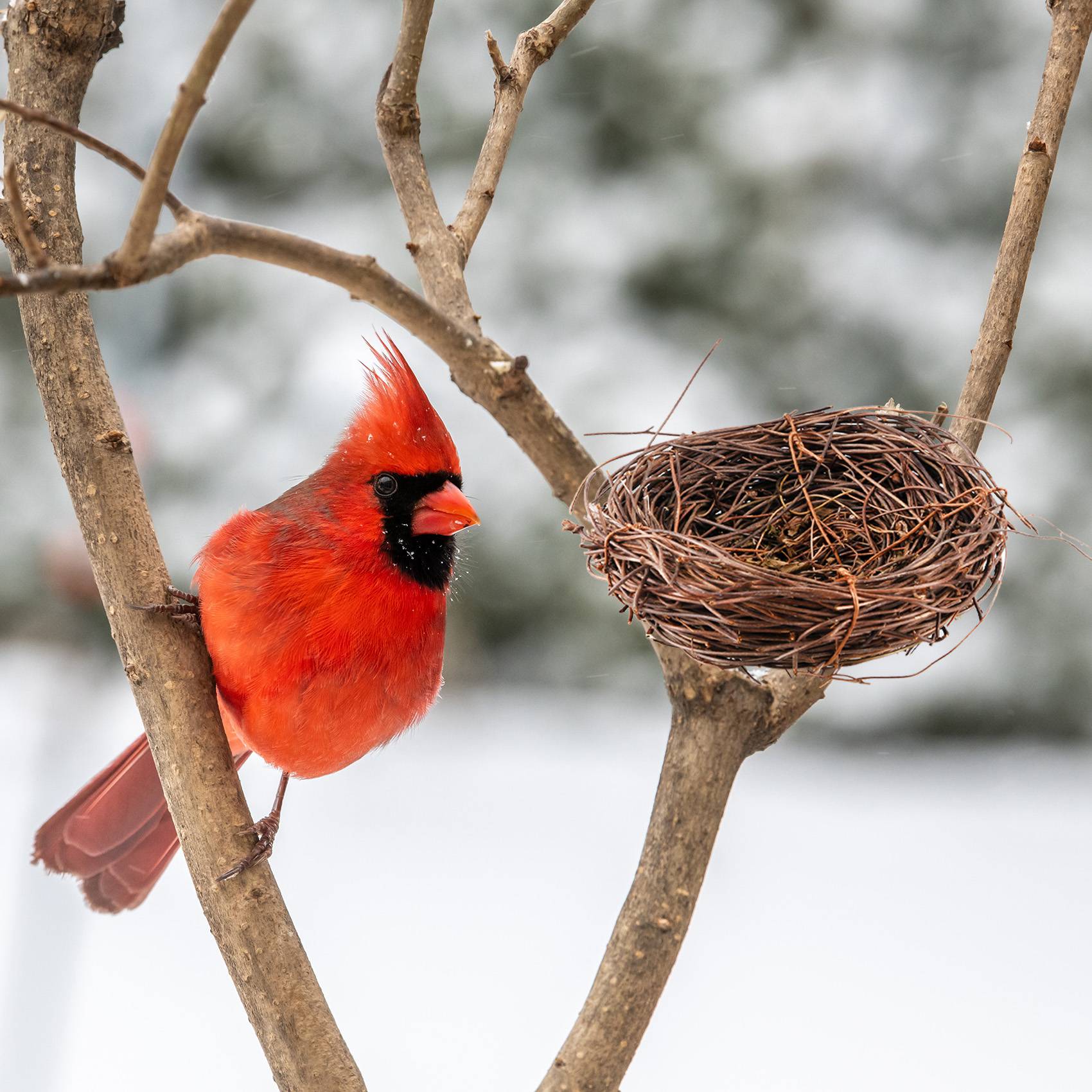 REST Handmade Vine Bird Nest H - Gardening Tools Photo ulasan dan harga