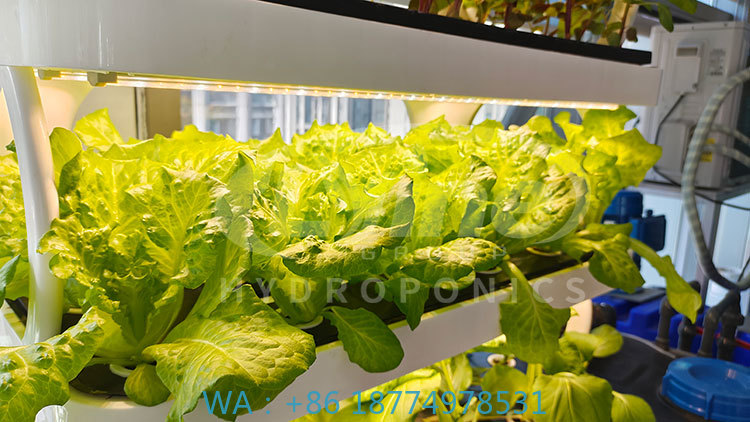 c Agriculture Machine to Growi - Hydroponic System ulasan dan harga