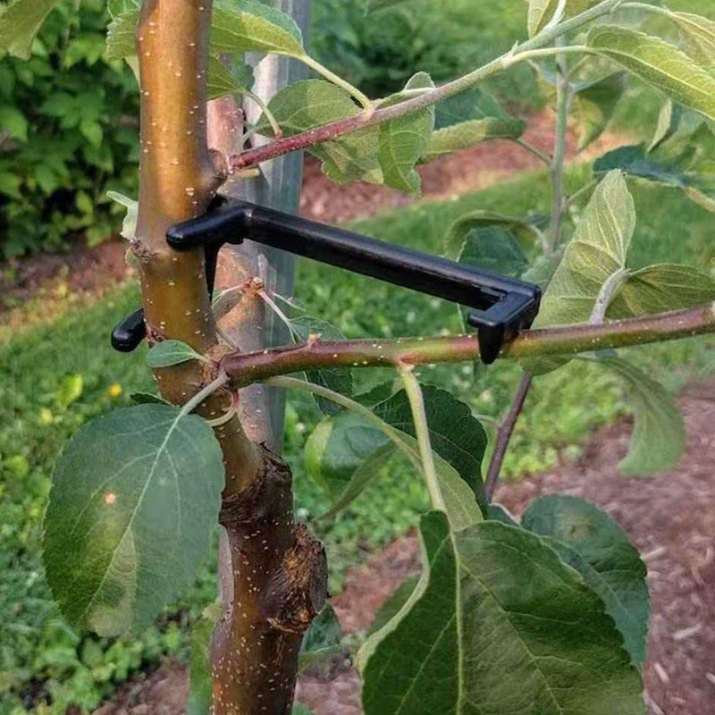 Fruit Tree Branch Puller Plant - Root Watering Spike ulasan dan harga