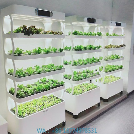 Hydroponic Automated Grow Syst - Hydroponic System ulasan dan harga